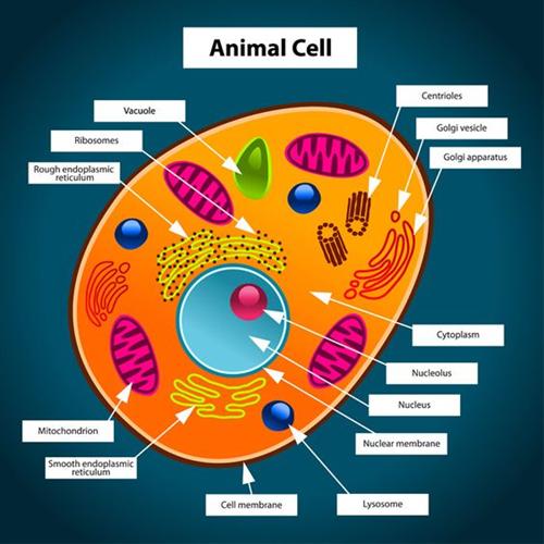 Animal Cell 